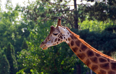 Cute giraffe close up