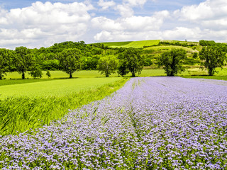 Violett blühende Pflanzen am Feld, Österreich, NIederösterrei