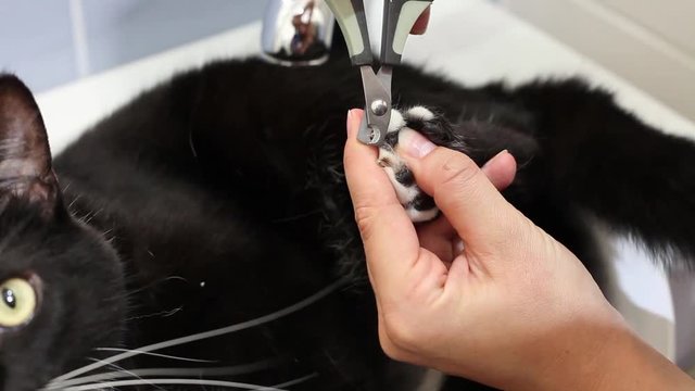 Domestic black cat care, trimming claws