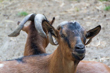 Domestic goats, farm animal