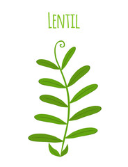 Legume plant, green soybeans, lentil bean. Vector illustration