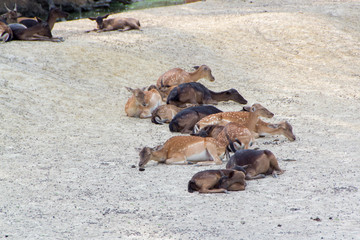 Fototapeta premium European deer and roe deer