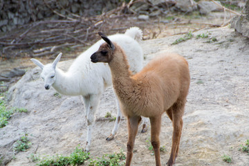 Alpaca or Lama