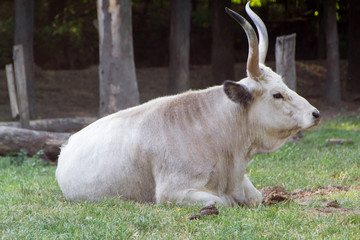 Podolian cattle, Grey Steppe breeds