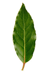 Detail of laurel leaf