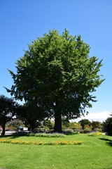 Fototapeta premium 植物公園の光景
