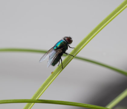 Fly on a blade of grass
