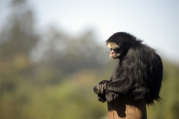 White-whiskered spider monkey sitting on top of a trunk