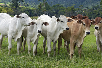 Cattle in the pasture, in Brazil