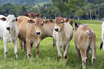 Cattle in the pasture, in Brazil