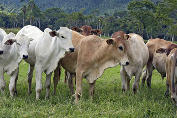 Naklejka na ściany i meble Cattle in the pasture, in Brazil