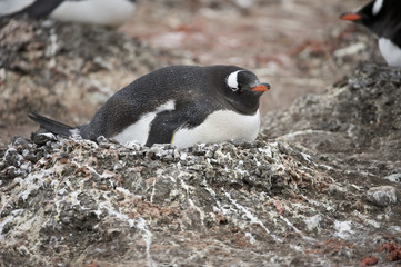 Gentoo Penguin (Pygoscelis papua ellsworthii), Antarctica, Antarctic Peninsula