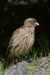 Chimango Caracara -Tiuque - (Milvago chimango), Tierra del Fuego, Argentina
