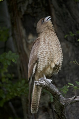 Chimango Caracara -Tiuque - (Milvago chimango), Tierra del Fuego, Argentina