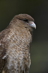 Chimango Caracara -Tiuque - (Milvago chimango), Tierra del Fuego, Argentina