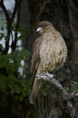 Chimango Caracara -Tiuque - (Milvago chimango), Tierra del Fuego, Argentina