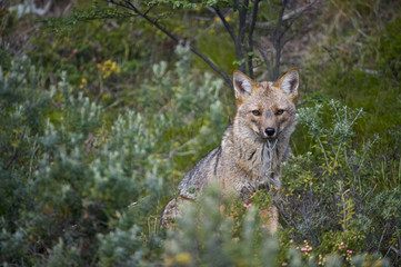 South American Gray Fox (Lycalopex griseus)