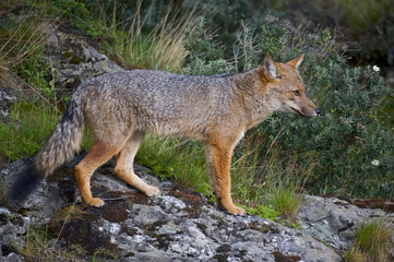 Naklejka na ściany i meble South American Gray Fox (Lycalopex griseus)
