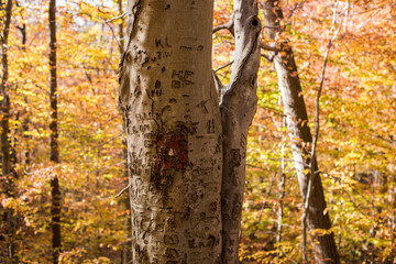 Fall Tree