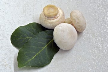 Mushrooms champignon type on white stone