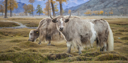 Yaks along the Hovd River in the Tsengal region of Mongolia
