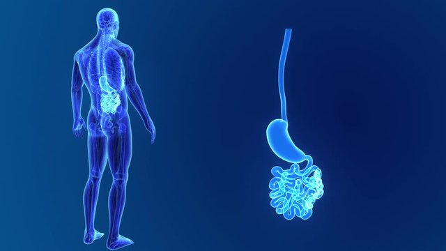 Stomach and Small Intestine zoom with anatomy