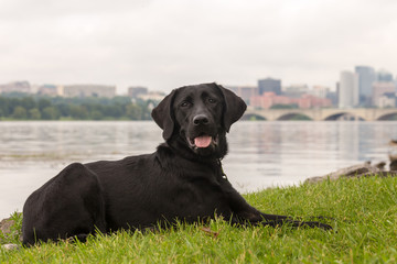 Cute black labrador retriever puppy laying calmly along the banks of the Potomac River with the skyline of Arlington, Virginia behind her