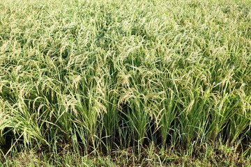 Close up of rice husk or paddy husk at rice or paddy field starting to ripe and change color to yellow soon ready to be harvested at Zama, Kanagawa, Japan on summer.
