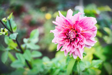 Pink Dahlia flower blossom