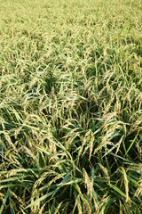 Close up of rice husk or paddy husk at rice or paddy field starting to ripe and change color to yellow soon ready to be harvested at Zama, Kanagawa, Japan on summer.
