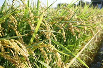 Close up of rice husk or paddy husk at rice or paddy field starting to ripe and change color to yellow soon ready to be harvested at Zama, Kanagawa, Japan on summer.
