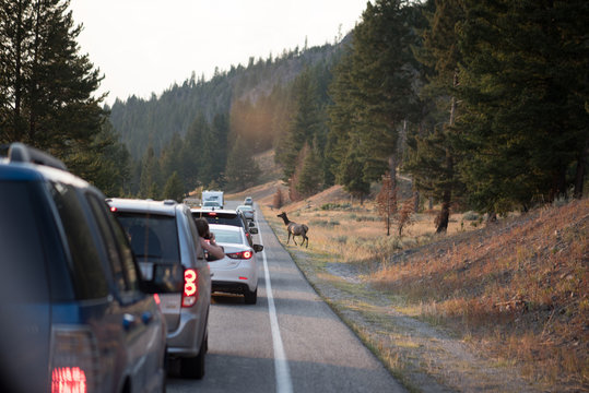 A female elk crossing the road in Yellowstone National Park causing a traffic jam as tourist take pictures as they slowly pass.