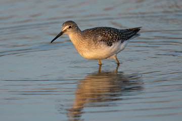Short-billed dowitcher in a North California marsh