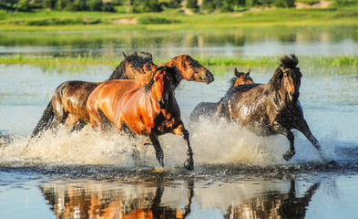 Horses running on water at grassland.