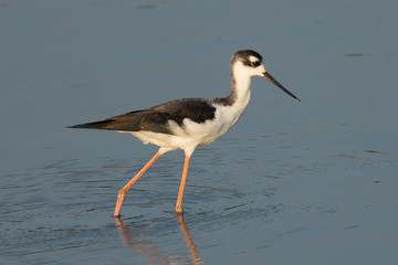 Black-necked stilt, seen in a North California marsh