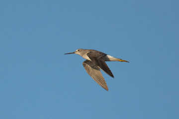 Obraz premium Short-billed dowitcher flying, seen in the wild in North California