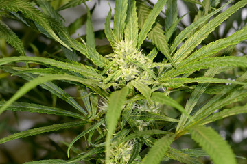 Blue Dream Bud with Leaves