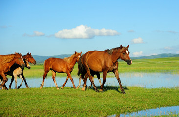 Horses running on water at grassland.