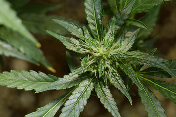 Overhead Green Crack 02