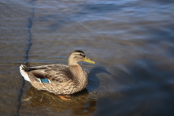 Female mallard duck in shallow dock water