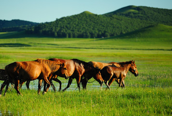 Horses running on water at grassland.