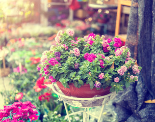 flowers in pots on sale at the local garden center