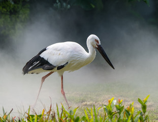 Oriental white stork in their natural habitat