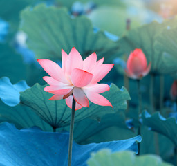 Naklejka premium blooming lotus flower
