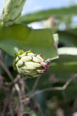 ドラゴンフルーツの蕾