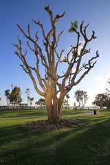 Interesting Tree