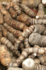 チンヌク（里芋）