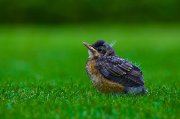 Little Robin