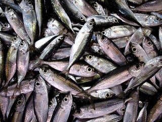 Obraz premium Bunch of fresh raw fish