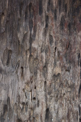 Old wood pattern